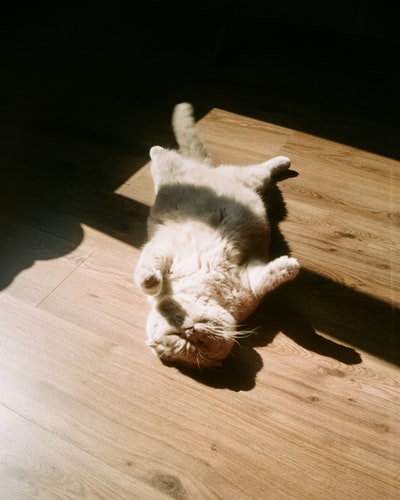 白色和棕色的猫躺在地板上